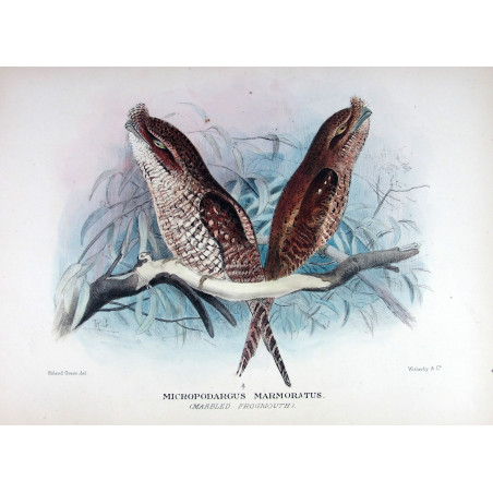 Marbled Frogmouth by Roland Green – Birds of Australia
