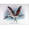 Marbled Frogmouth (*Micropodargus marmoratus*) – Original lithograph by Roland Green, Mathews (1910–27)