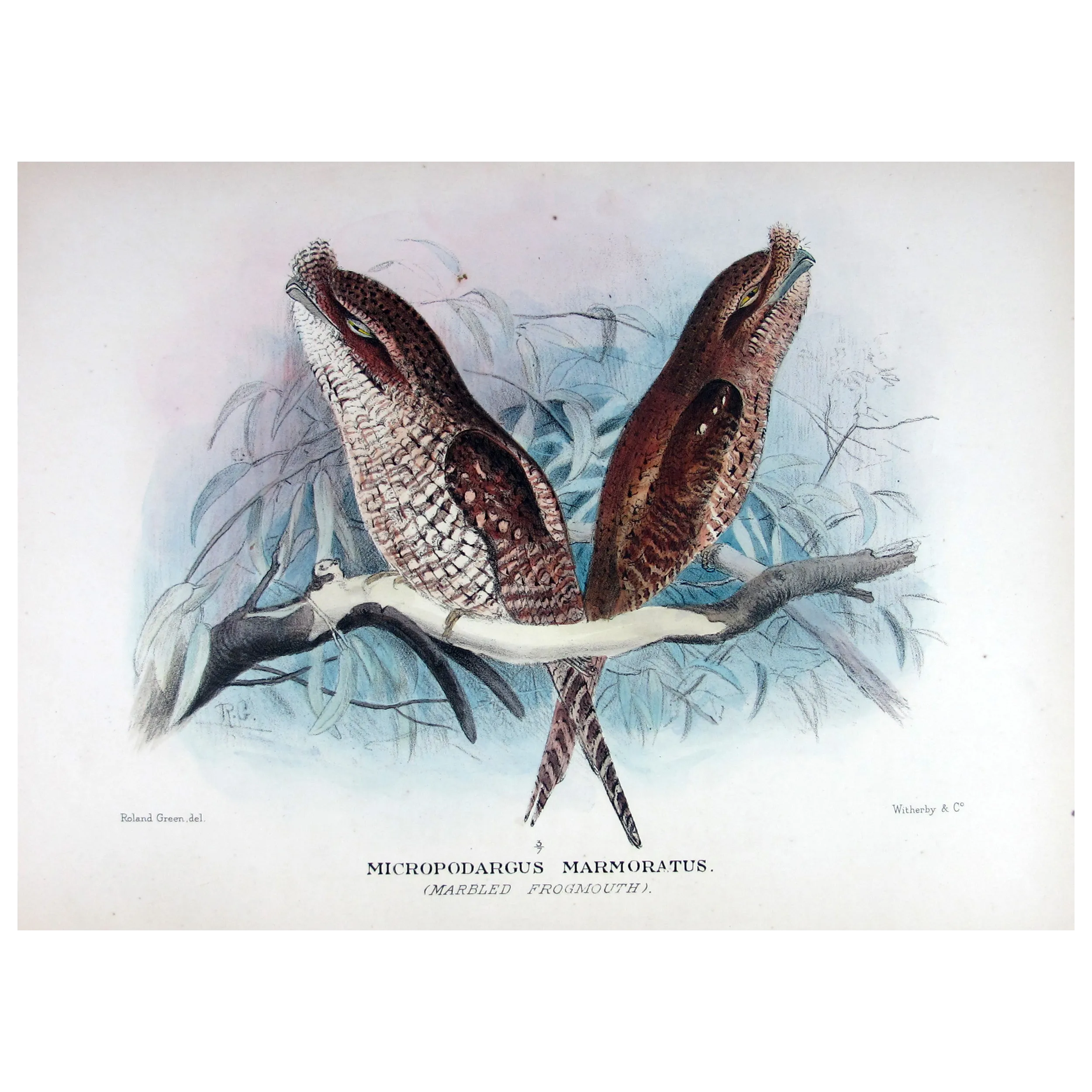Marbled Frogmouth by Roland Green – Birds of Australia