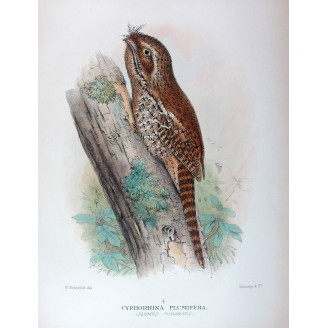 Plumed Podargus by H. Grönvold – Birds of Australia
