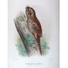 Plumed Podargus (*Cyphorhina plumifera*) – Original lithograph by H. Grönvold, Mathews (1910–27)