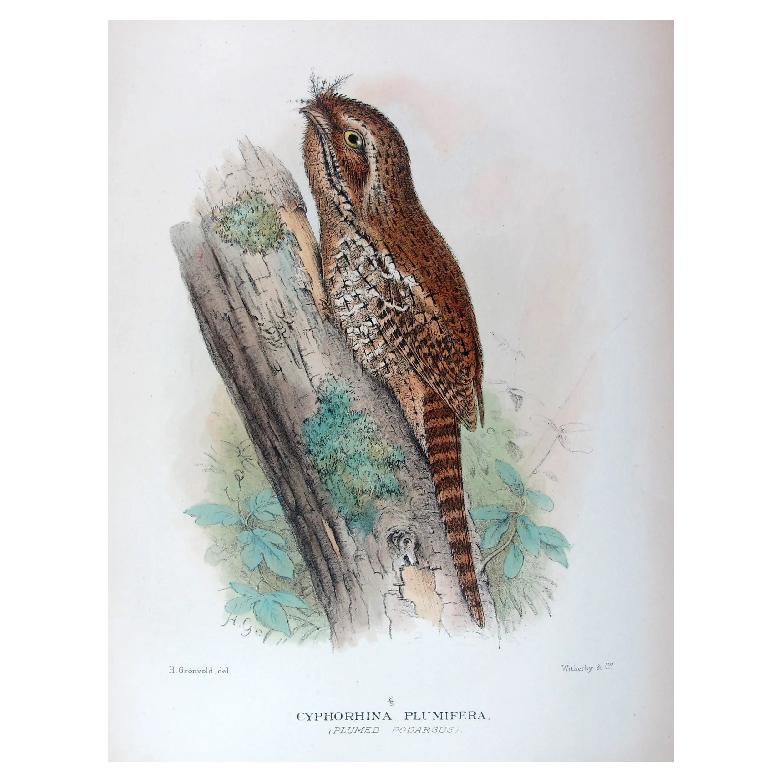 Plumed Podargus by H. Grönvold – Birds of Australia