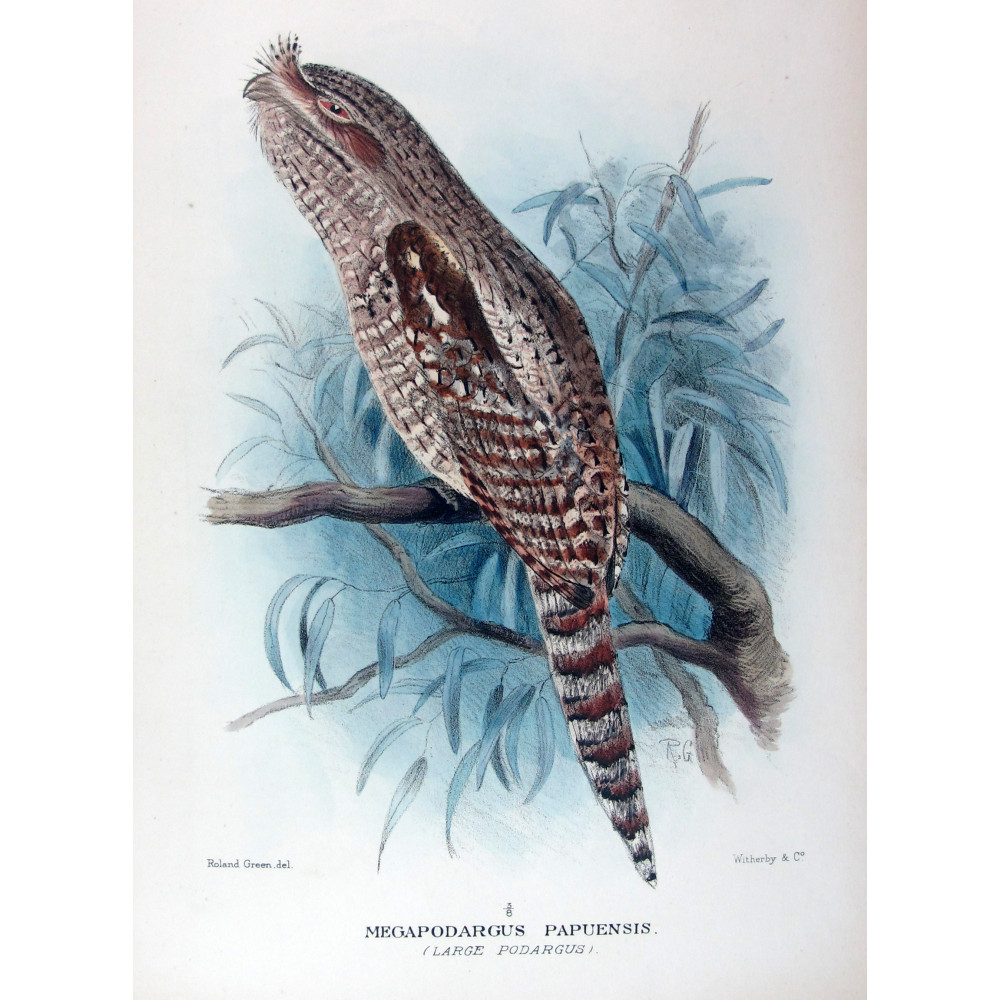 Large Podargus by Roland Green – Birds of Australia Large Podargus by Roland Green – Birds of Australia