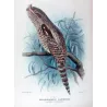Large Podargus (*Megapodargus papuensis*) – Original lithograph by Roland Green, Mathews (1910–27)
