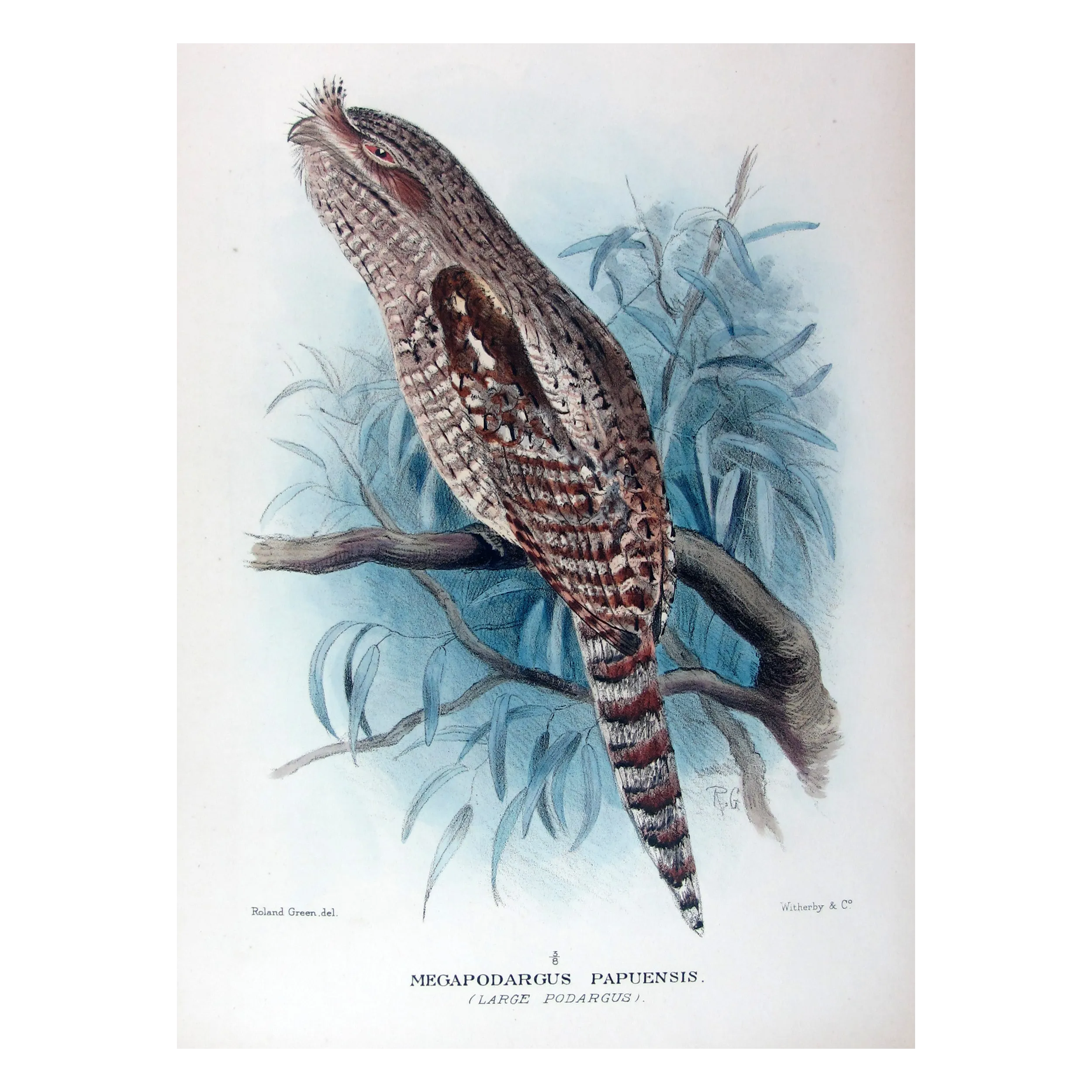 Large Podargus by Roland Green – Birds of Australia