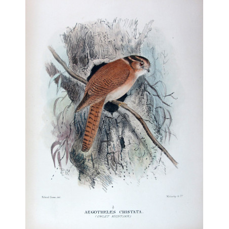Owlet Nightjar by Roland Green – Birds of Australia