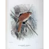 Owlet Nightjar (*Aegotheles cristata*) – Original lithograph by Roland Green, Mathews (1910–27)