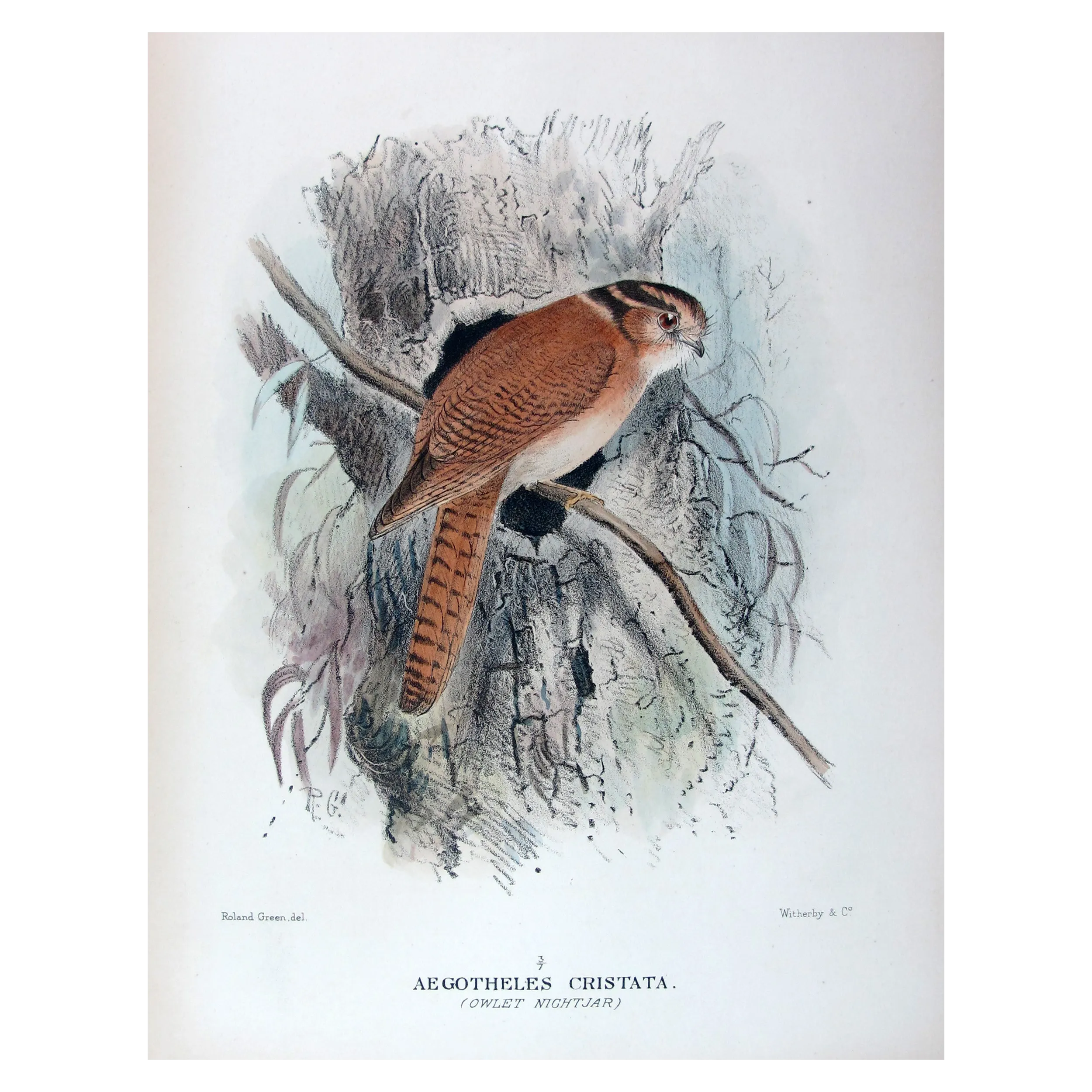 Owlet Nightjar by Roland Green – Birds of Australia