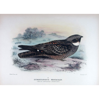 White-throated Nightjar by Roland Green – Birds of Australia