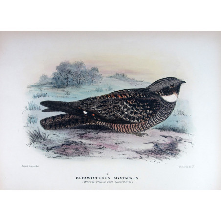 White-throated Nightjar by Roland Green – Birds of Australia