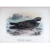 White-throated Nightjar (*Eurostopodus mystacalis*) – Original lithograph by Roland Green, Mathews (1910–27)