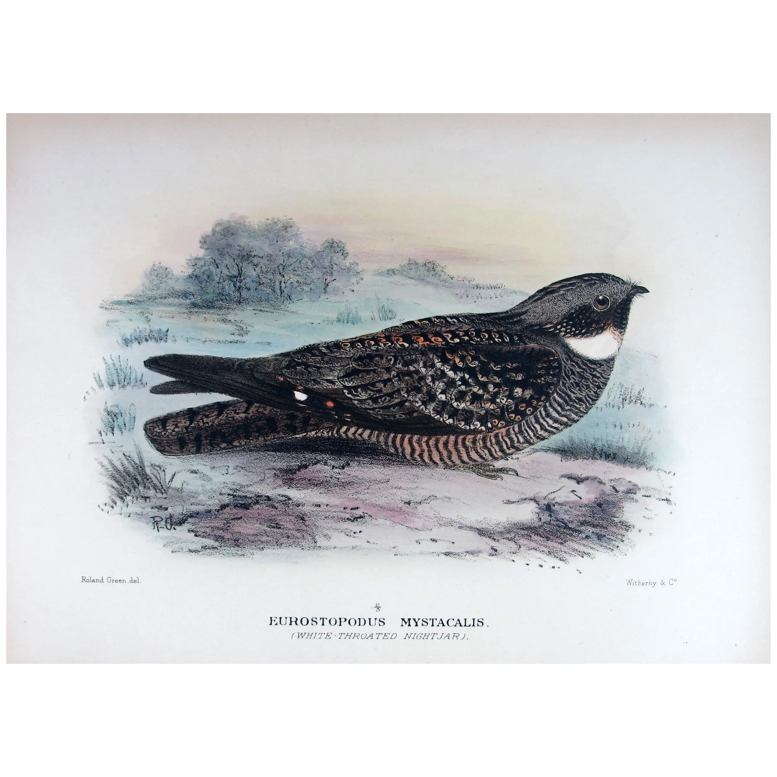 White-throated Nightjar by Roland Green – Birds of Australia