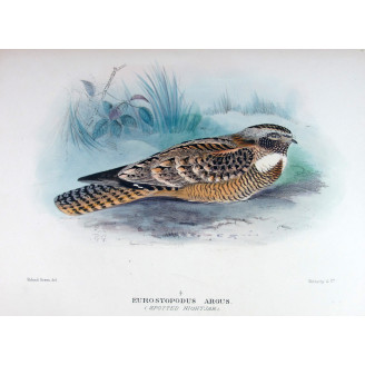 Spotted Nightjar by Roland Green – Birds of Australia