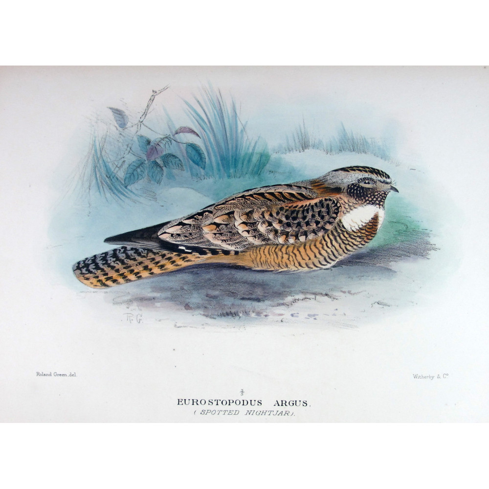 Spotted Nightjar by Roland Green – Birds of Australia Spotted Nightjar by Roland Green – Birds of Australia