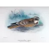 Spotted Nightjar (*Eurostopodus argus*) – Original lithograph by Roland Green, Mathews (1910–27)