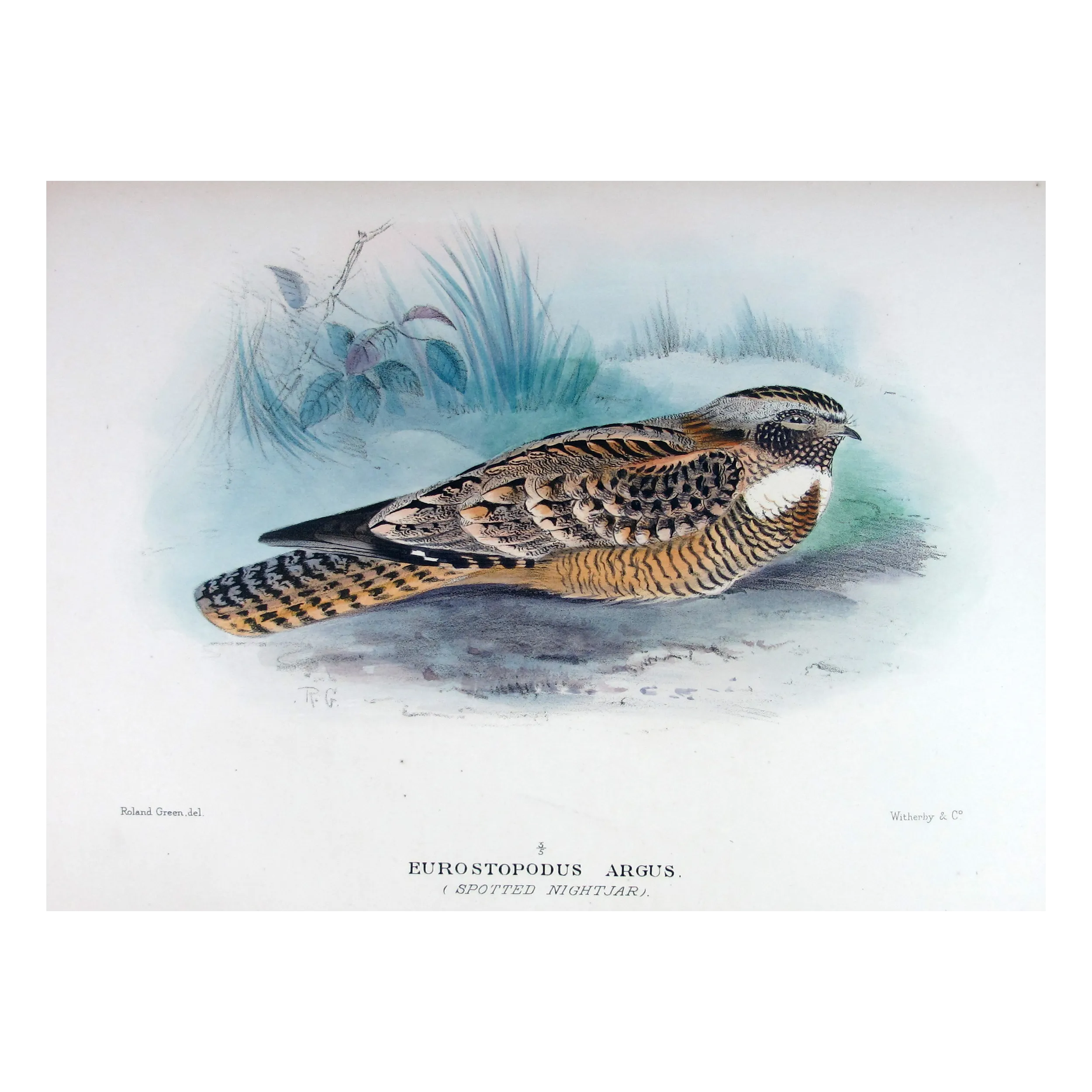 Spotted Nightjar by Roland Green – Birds of Australia