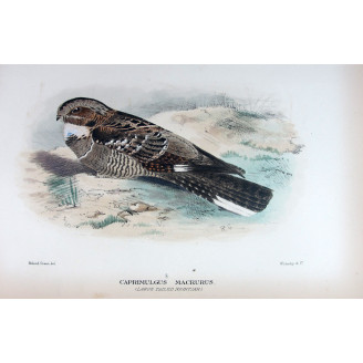 Large-tailed Nightjar by Roland Green – Birds of Australia