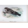 Large-tailed Nightjar (Caprimulgus macrurus) – Original lithograph by Roland Green, Mathews (1910–27)