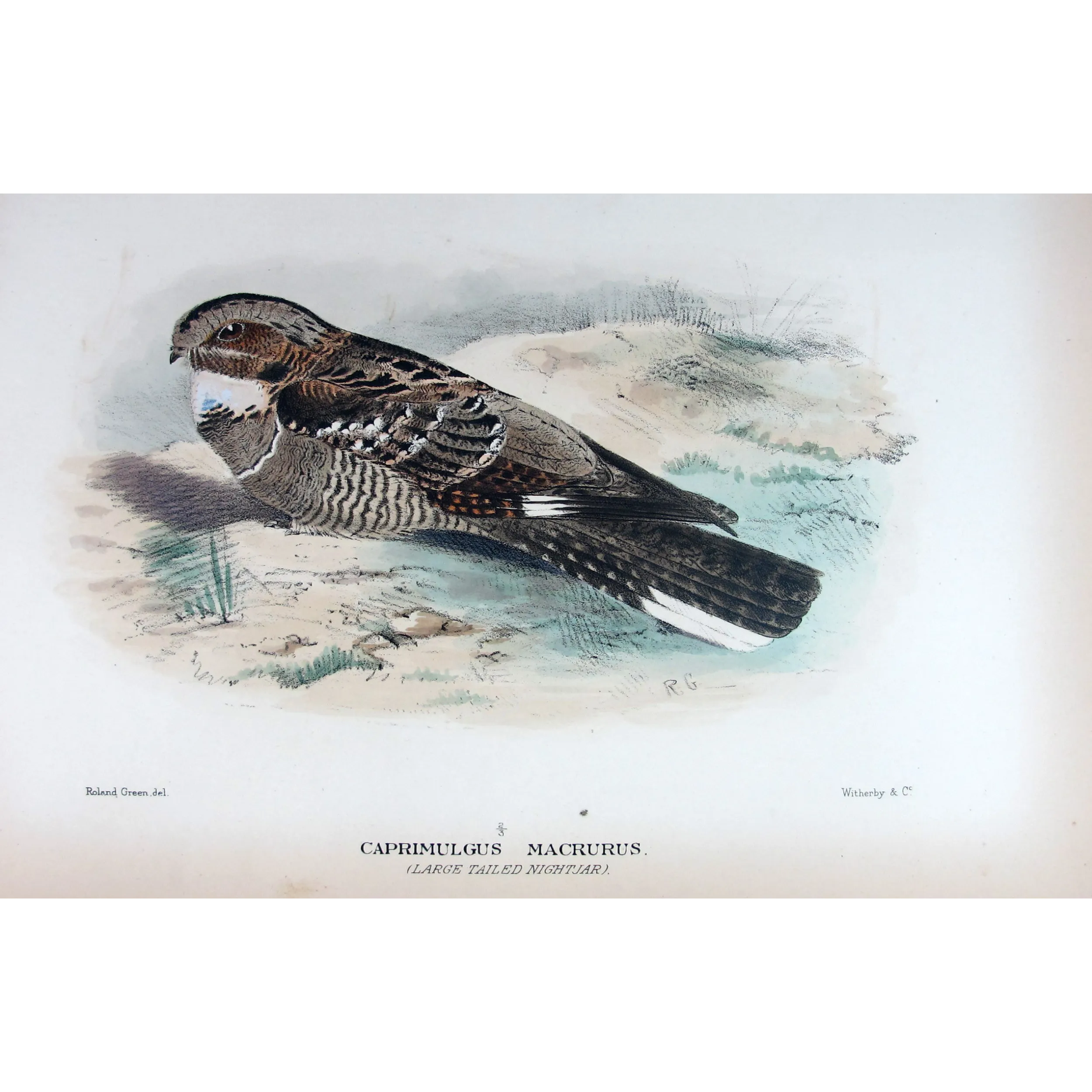 Large-tailed Nightjar by Roland Green – Birds of Australia