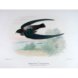 Spine-tailed Swift – Roland Green – The Birds of Australia