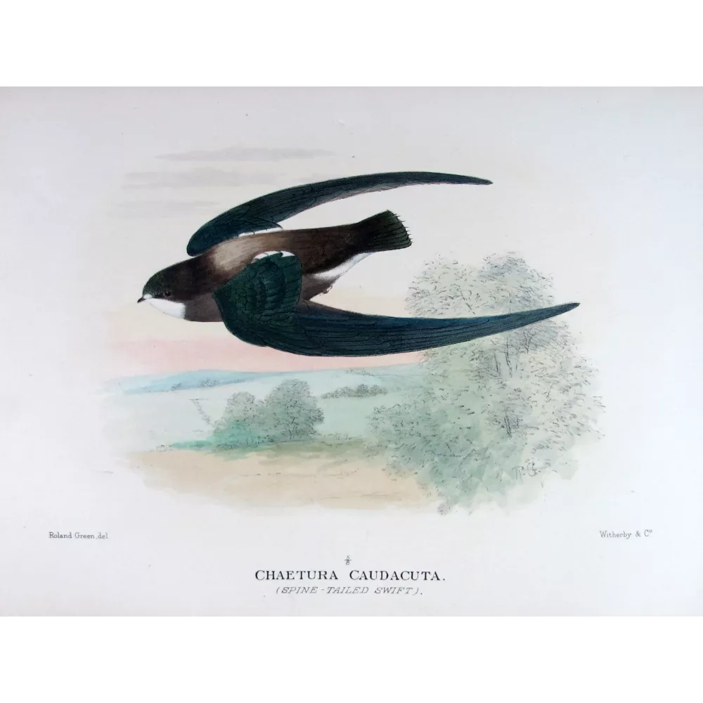 Spine-tailed Swift – Roland Green – The Birds of Australia Spine-tailed Swift – Roland Green – The Birds of Australia