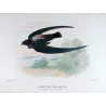 Spine-tailed Swift (*Chaetura caudacuta*) – Original lithograph by Roland Green, Mathews (1910–27)