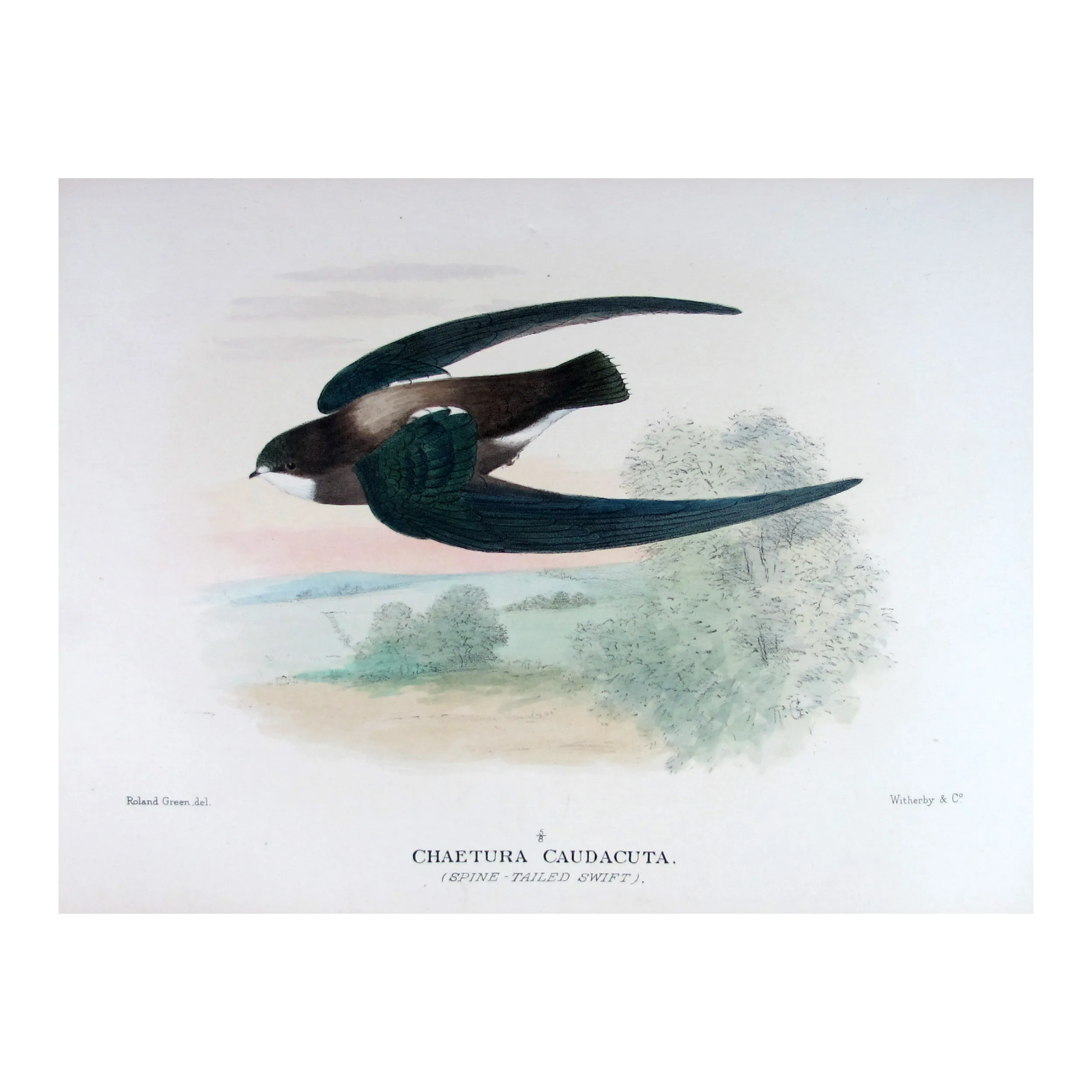 Spine-tailed Swift – Roland Green – The Birds of Australia
