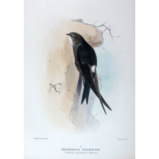 Pacific Swift – Roland Green – The Birds of Australia
