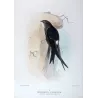 Pacific Swift (*Micropus pacificus*) – Original lithograph by Roland Green, Mathews (1910–27)