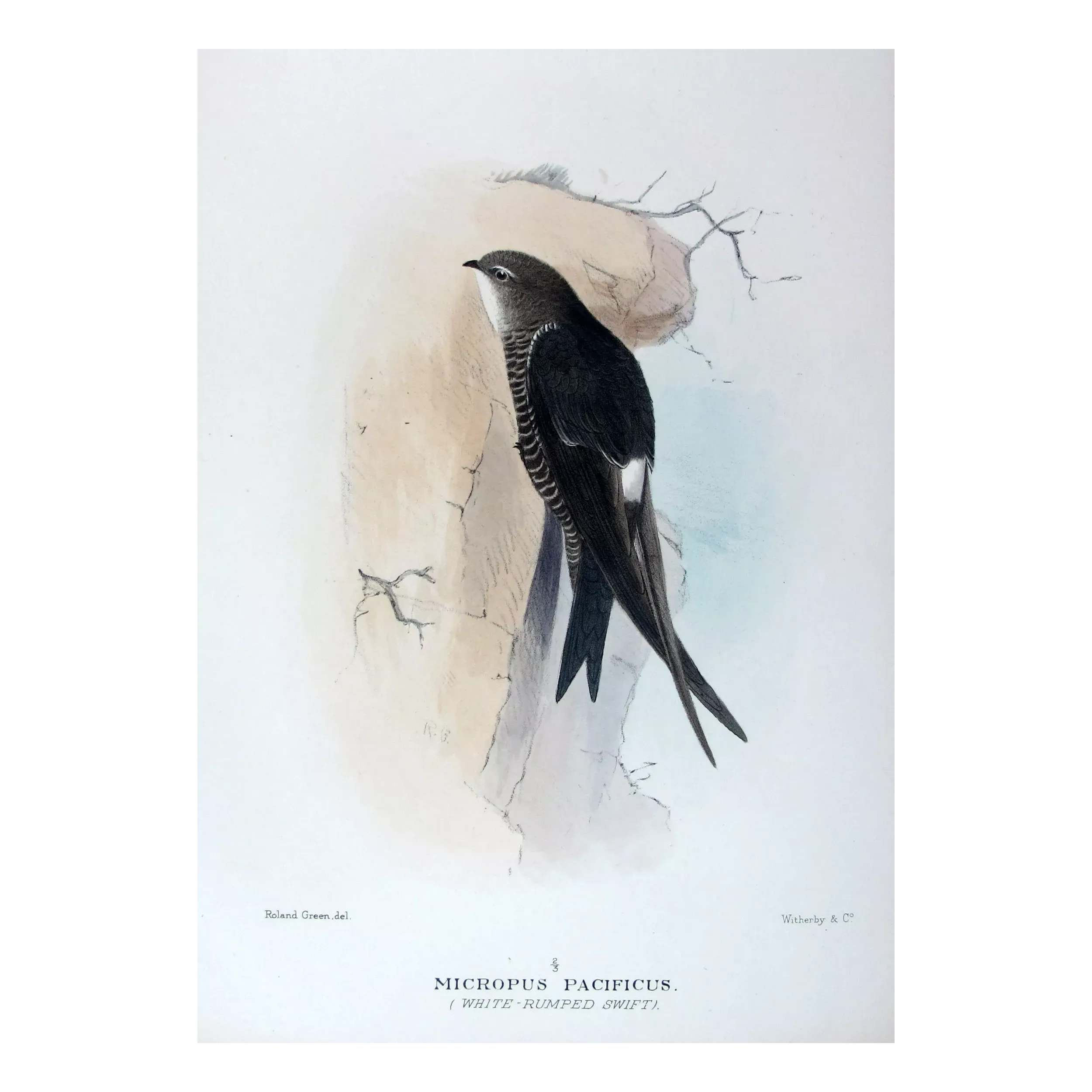 Pacific Swift – Roland Green – The Birds of Australia