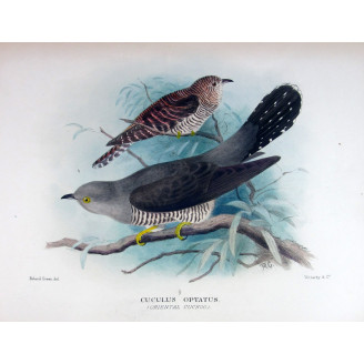 Oriental Cuckoo – Roland Green – The Birds of Australia