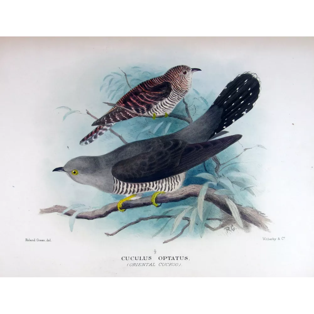 Oriental Cuckoo – Roland Green – The Birds of Australia Oriental Cuckoo – Roland Green – The Birds of Australia