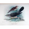 Oriental Cuckoo (*Cuculus optatus*) – Original lithograph by Roland Green, Mathews (1910–27)