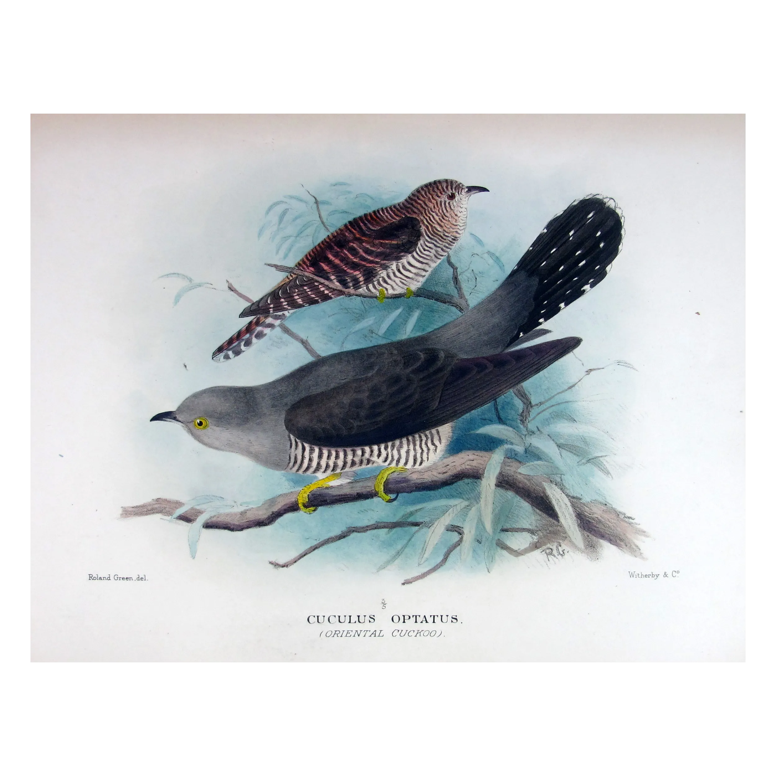 Oriental Cuckoo – Roland Green – The Birds of Australia
