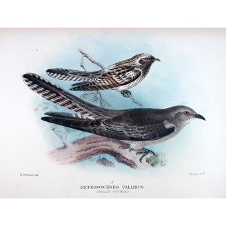 Pallid Cuckoo – Henrik Grønvold – The Birds of Australia