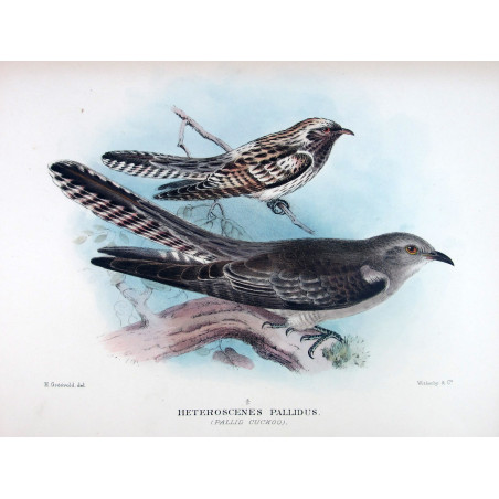 Pallid Cuckoo – Henrik Grønvold – The Birds of Australia
