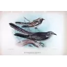 Pallid Cuckoo (*Heteroscenes pallidus*) – Original lithograph by Henrik Grønvold, Mathews (1910–27)