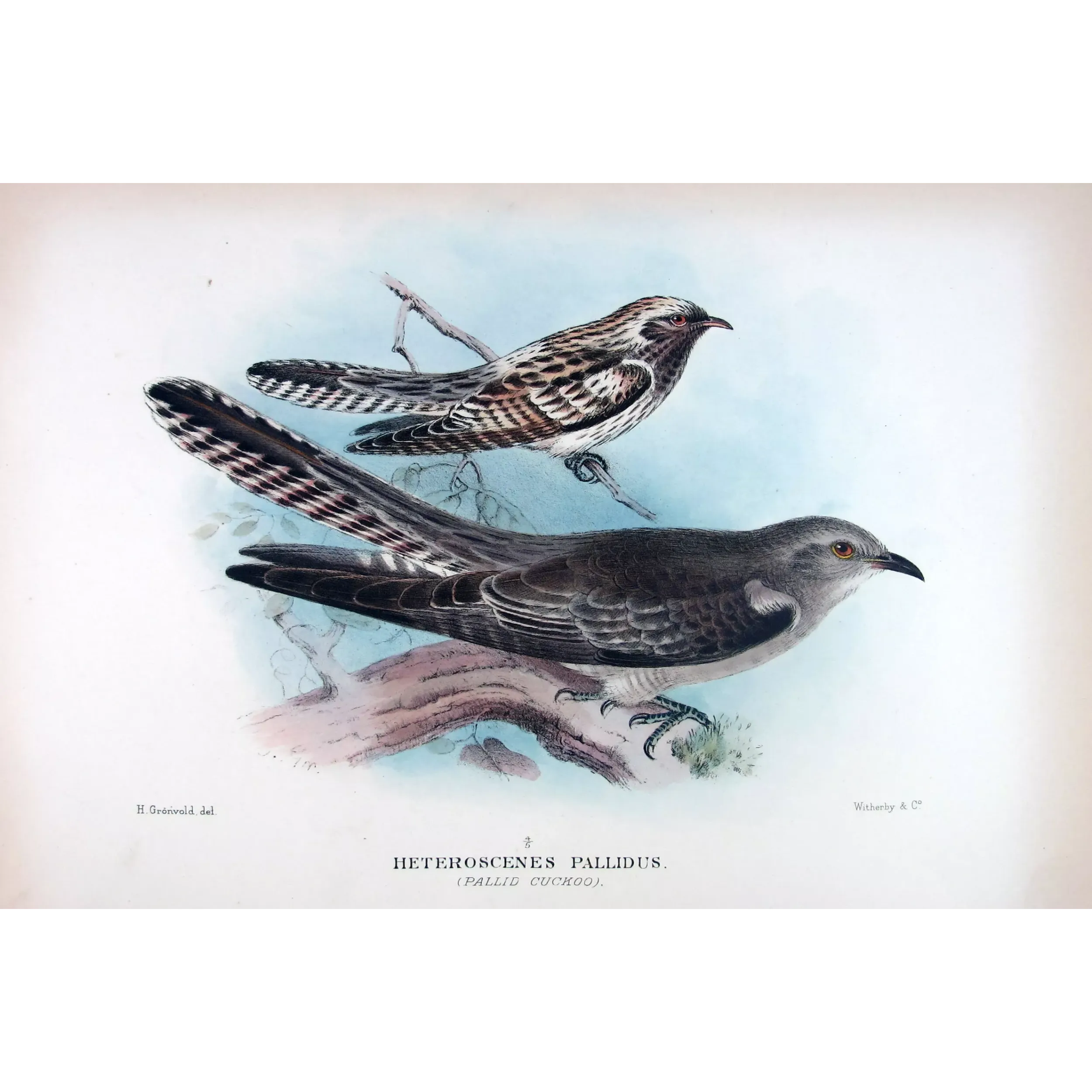 Pallid Cuckoo – Henrik Grønvold – The Birds of Australia