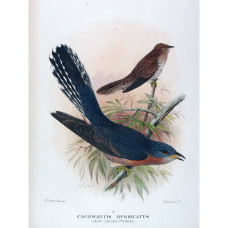 Fan-tailed Cuckoo – Henrik Grønvold – The Birds of Australia
