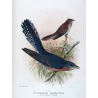 Fan-tailed Cuckoo (*Cacomantis rubricatus*) – Original lithograph by Henrik Grønvold, Mathews (1910–27)