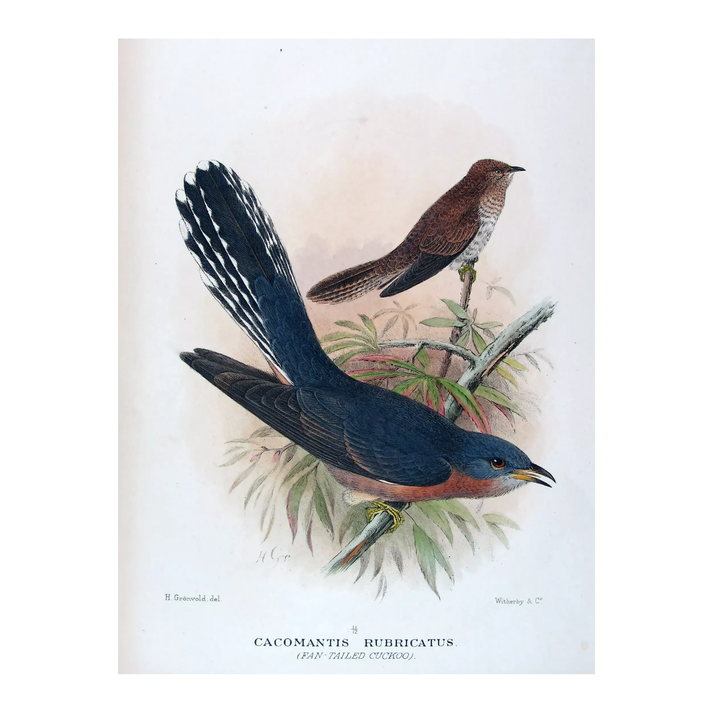 Fan-tailed Cuckoo – Henrik Grønvold – The Birds of Australia