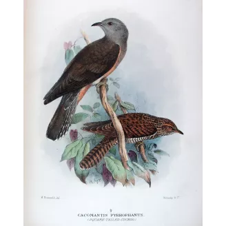 Square-tailed Cuckoo – Henrik Grønvold – The Birds of Australia
