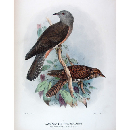Square-tailed Cuckoo – Henrik Grønvold – The Birds of Australia