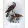 Square-tailed Cuckoo (*Cacomantis pyrrophanus*) – Original lithograph by Henrik Grønvold, Mathews (1910–27)