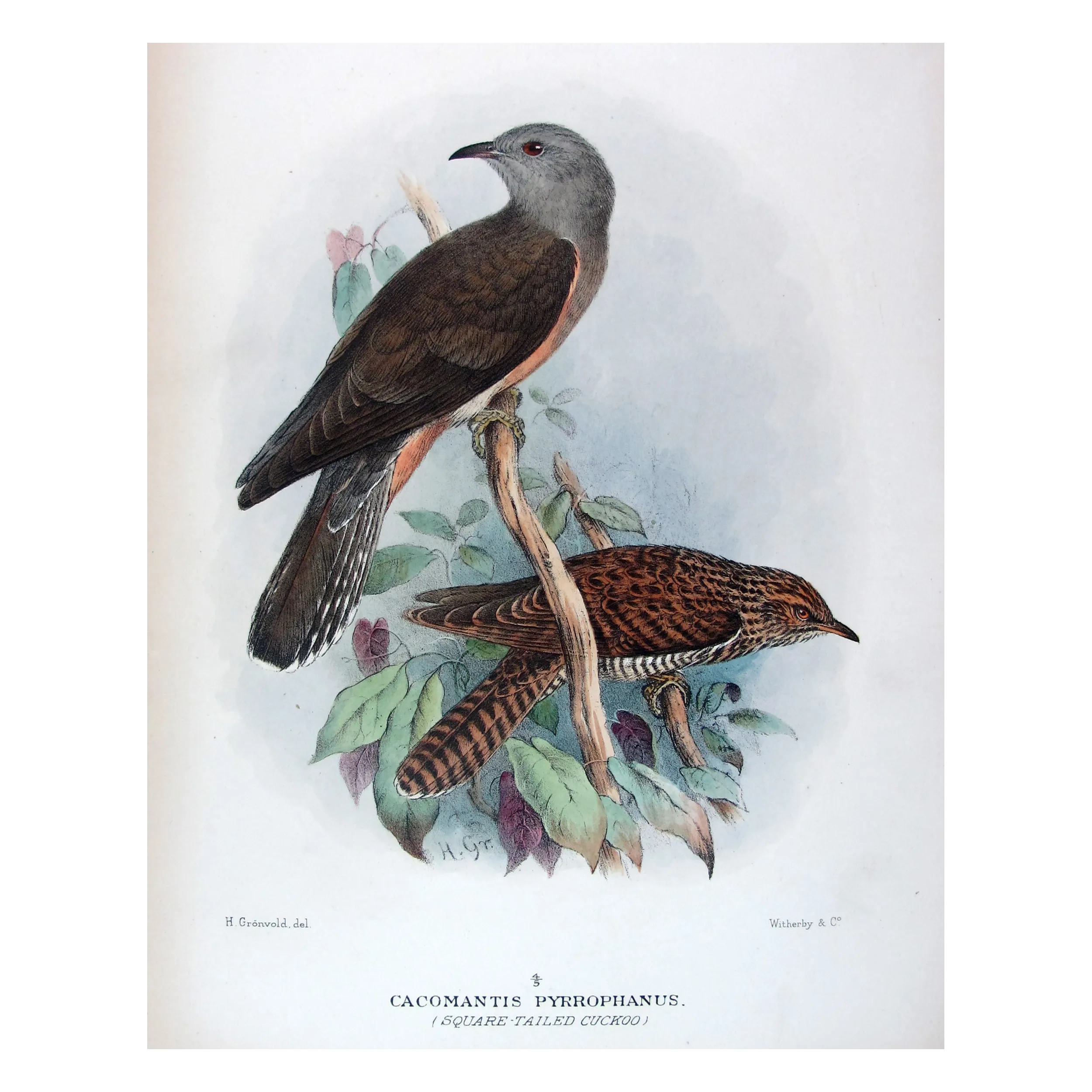 Square-tailed Cuckoo – Henrik Grønvold – The Birds of Australia