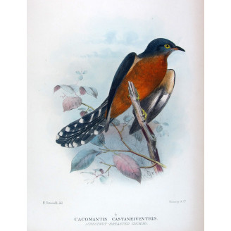 Chestnut-breasted Cuckoo – Henrik Grønvold – The Birds of Australia