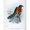 Chestnut-breasted Cuckoo (*Cacomantis castaneiventris*) – Original lithograph by Henrik Grønvold, Mathews (1910–27)