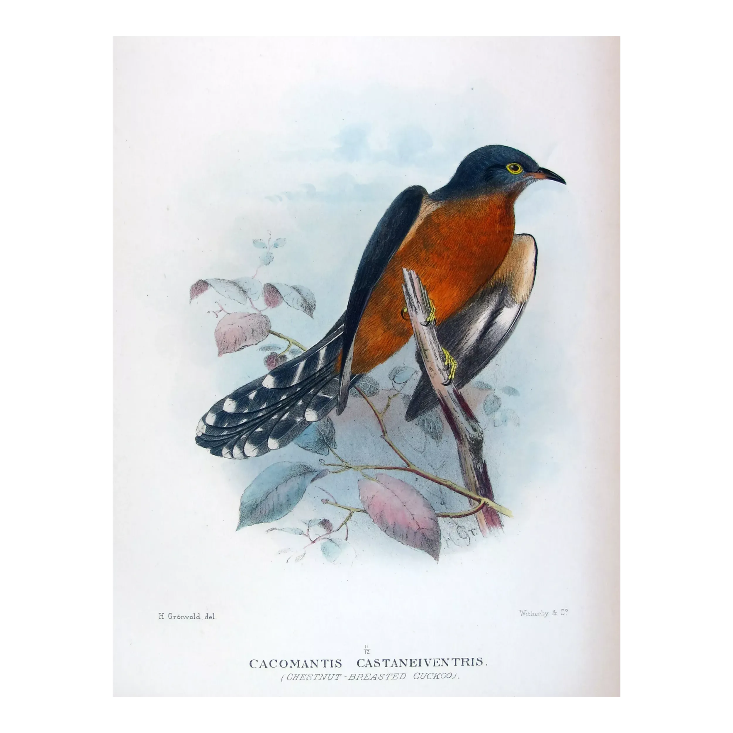 Chestnut-breasted Cuckoo – Henrik Grønvold – The Birds of Australia