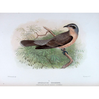 Western Black-eared Cuckoo – Henrik Grønvold – The Birds of Australia
