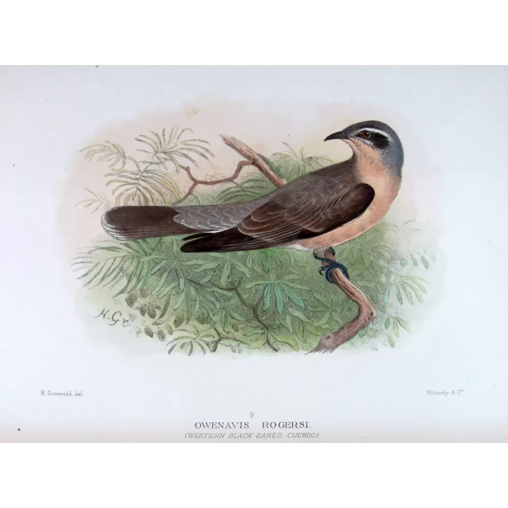 Western Black-eared Cuckoo – Henrik Grønvold – The Birds of Australia